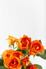 Fresh roses in orange color in front of a white background. Floral background.