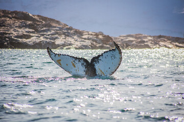 humpback whale tail in Antarctica