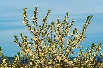 Spring sketch: blossoming tree branches on blue sky background