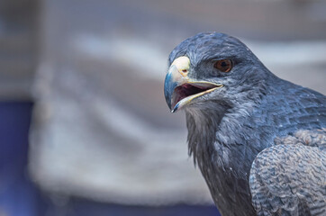 Portrait of a black-chested buzzard-eagle (Geranoaetus melanoleucus). Close up photo of the native bird of prey from Andes in Colca Canyon, Peru. South-America
