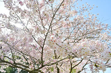 四国香川県の桜あれこれ（桃陵公園と不動の滝カントリーパーク）