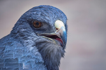 Portrait of a black-chested buzzard-eagle (Geranoaetus melanoleucus). Close up photo of the native bird of prey from Andes in Colca Canyon, Peru. South-America