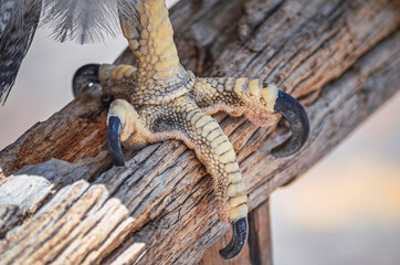 Claws of the black-chested buzzard-eagle (Geranoaetus melanoleucus). Bird of prey from Andes in Colca Canyon, Peru. South-America