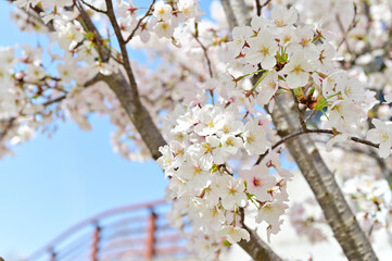 四国香川県の桜あれこれ（桃陵公園と不動の滝カントリーパーク）