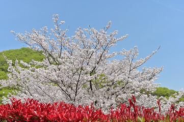 四国香川県の桜あれこれ（桃陵公園と不動の滝カントリーパーク）