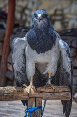 Portrait of a black-chested buzzard-eagle (Geranoaetus melanoleucus). Bird of prey from Andes in Colca Canyon, Peru. South-America