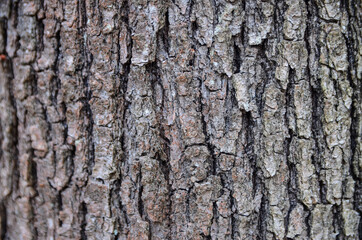 Bark of tree in forest.  Closeup of the bark of an old tree in mountain.   