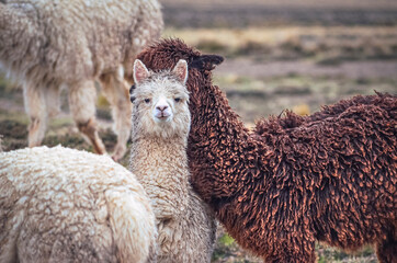 Alpacas, one looking at camera, in middle of mountain valley of Colca region, Peru. Southamerican...