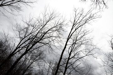 Landscape of forest with no leaves on trees. Dark Woodland in winter cloudy day.
