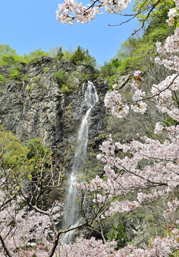 四国香川県の桜あれこれ（桃陵公園と不動の滝カントリーパーク）