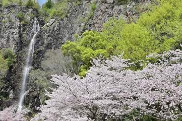 四国香川県の桜あれこれ（桃陵公園と不動の滝カントリーパーク）