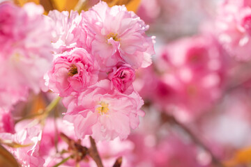 Fototapeta premium Pink spring flowers