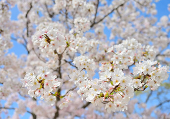 Obraz premium 四国香川県の桜あれこれ（桃陵公園と不動の滝カントリーパーク）