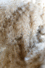 Dried flowers, pampan grass shot close. Macro shot of dried fluffy grass