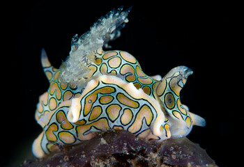 A bat-winged sea slug - Sagaminopteron psychedelicum.  It is a super tiny underwater creature with a body length of only 10mm. Underwater macro world of Tulamben, Bali, Indonesia.