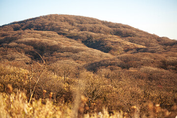 二次林に覆われた嫋やかな里山を望む