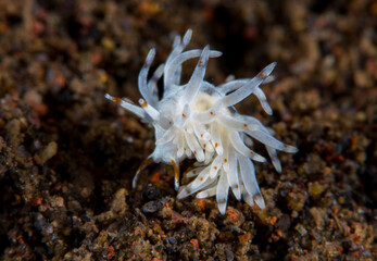 Naklejka na ściany i meble Trinchesia sp. - nudibranch (sea slug). It is a tiny sea creature with a body length of only 10mm. Macro underwater world of Tulamben, Bali, Indonesia.