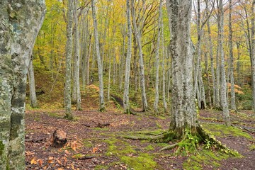 晩秋の蔦沼遊歩道の黄葉情景＠青森