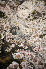 2021年の桜