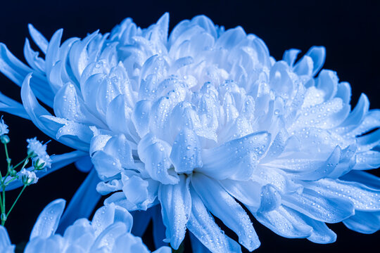 Blue chrysanthemum close-up with dew drops on a black background.
Floral background.
