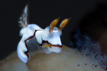 Trapania caerulea - sea slug. It`s a rare tiny underwater animal, its body length is only 7mm. Macro underwater world of Tulamben, Bali, Indonesia.