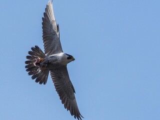 青空バックに餌を掴んで飛ぶ繁殖期のハヤブサ成鳥