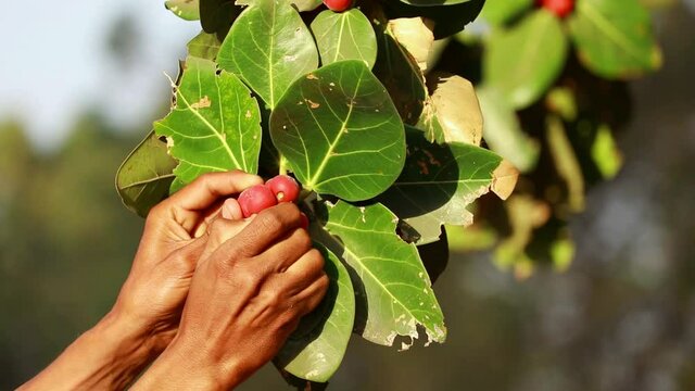 Ficus benghalensis red color fruit or boter fol and the old tree,Banyan tree, man cutting budhi tree fruit ,pipal