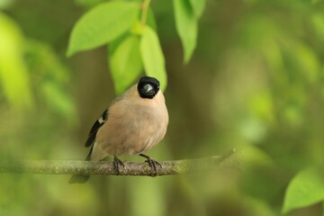 Eurasian bullfinch sits on the twig. Female songbird in the nature habitat. Pyrrhula pyrrhula . Wildlife scene from nature. The Eurasian bullfinch, is a small passerine bird in the finch family