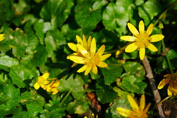 Ficaria verna close up of celandine with yellow flowers and green leaves on forest floor