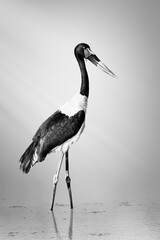 Saddle-billed stork foraging a shallow watering hole in Kruger Park in black and white, fine art. Ephippiorhynchus senegalensis - 424451951