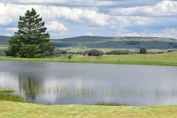 lake and forest