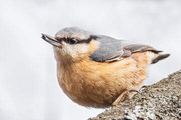 Kleiber mit Korn im Schnabel
