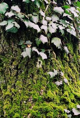 Baum mit Efeui