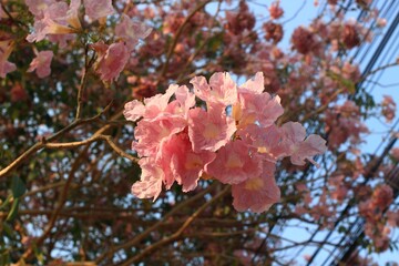 Orange flowers