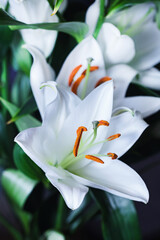 Luxurious white blooming lily flower