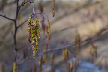 Alder tree blooming. Nature seasonal background in the park. Spring long catkins close up with unfocused branches silhouettes. Pollen allergy starting. Copy space for text.