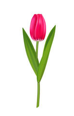 Realistic vector tulip, pink spring flower for design.
