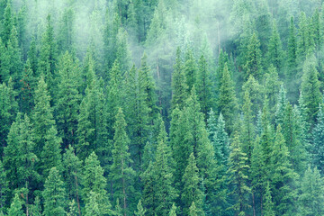 Conifers in Arapahoe National Forest, Colorado