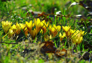 kwitnące kolorowe krokusy wiosną © gosia