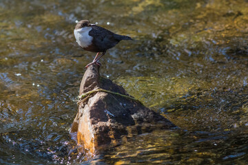 White-throated Dipper (Cinclus cinclus)
