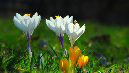 kwitnące kolorowe krokusy wiosną