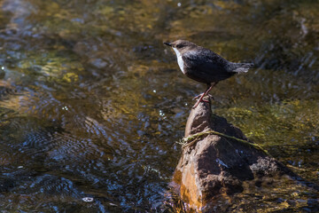 White-throated Dipper (Cinclus cinclus)