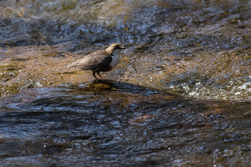 White-throated Dipper (Cinclus cinclus)