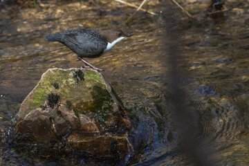 White-throated Dipper (Cinclus cinclus)