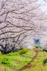浦ノ崎駅からみた桜並木　佐賀県伊万里市　Uranosaki station and Row of cherry blossom trees Saga-ken Imari city