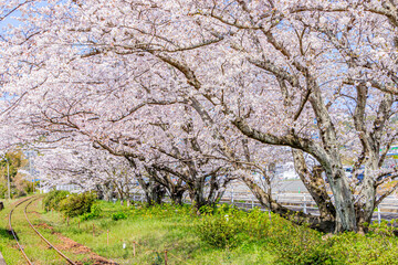 浦ノ崎駅からみた桜並木　佐賀県伊万里市　Uranosaki station and Row of cherry blossom trees Saga-ken Imari city