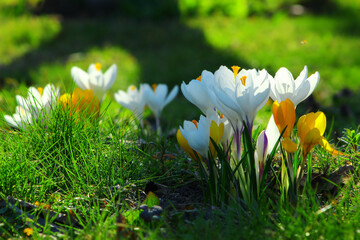 kwitnące kolorowe krokusy wiosną © gosia