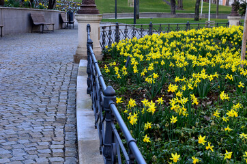 flower bedwith daffodil plants bulb  in park cast iron lamp with metal fence ornaments old building...