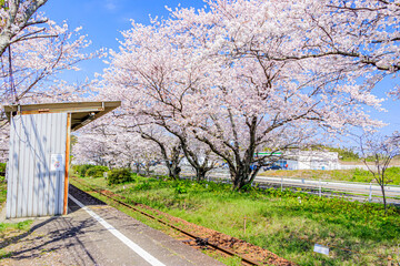 浦ノ崎駅と桜　佐賀県伊万里市　Uranosaki station and Cherry Blossoms Saga-ken Imari city