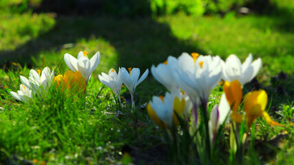 kwitnące kolorowe krokusy wiosną